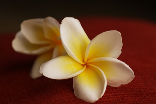 plumeria