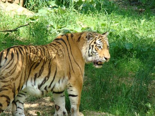 tiger