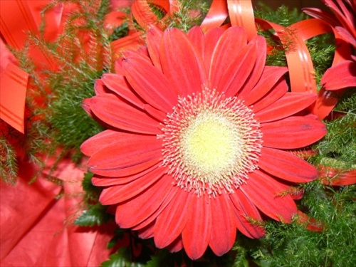 Gerbera