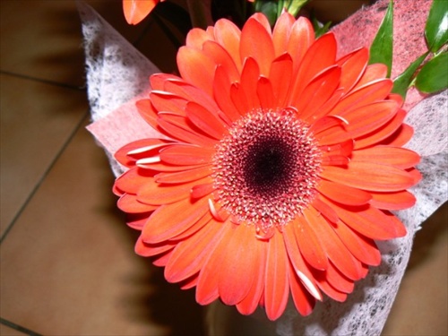 Gerbera2