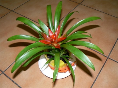 Guzmania Lingulata- Nachova hviezda