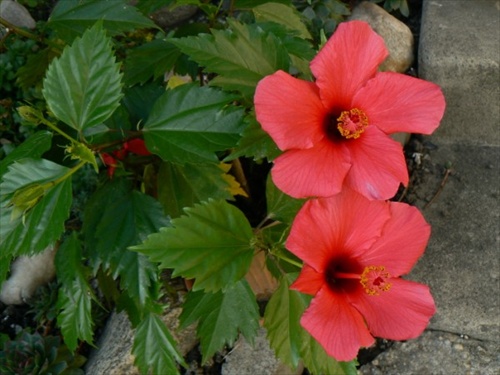 Hibiscus rosa-sinensis- Ibištek čínsky