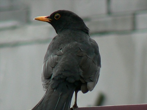 Drozd čierny-Turdus Merula