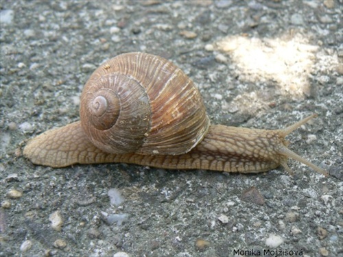 Slimák záhradny-Helix pomatia