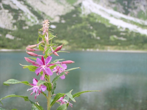 zelené pleso