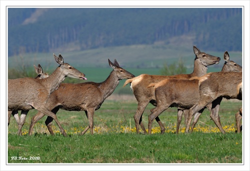 Slovenské safari