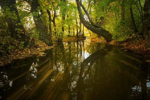 Dubová