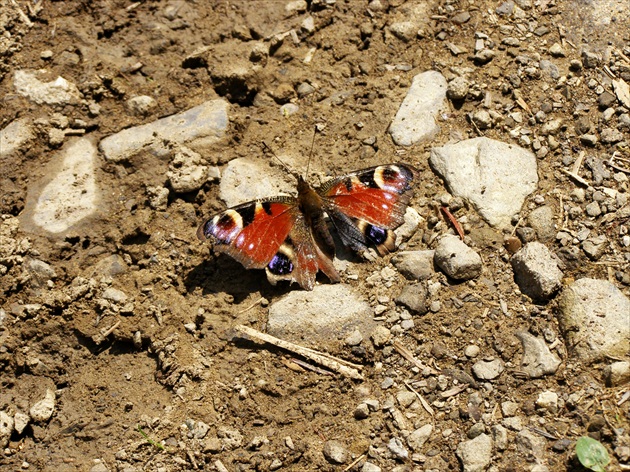 Po vyhratom boji