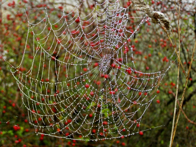 Pavučina z iného uhlu pohľadu