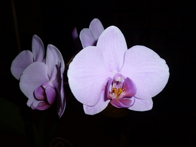 orchidea