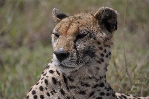 chita leopard