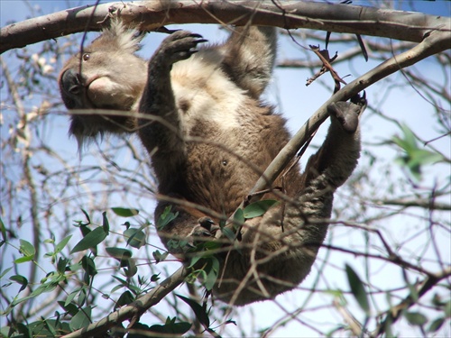 Koala v akcii na eukalyptuse