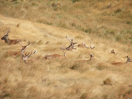 Deer Park Heights,Queenstown