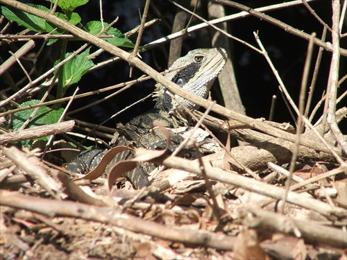 water Dragon Lane Cove national park