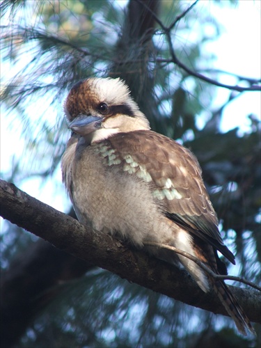 Laughing Kookaburra