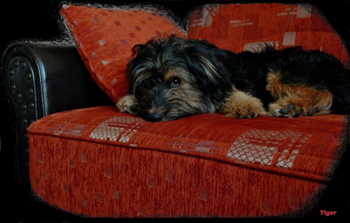 Rembrant Van Rijn : "Benjamin on sofa"