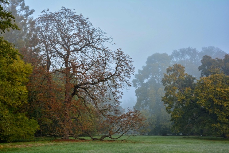 Ranní park