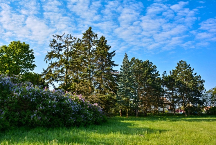 Park voní šeříky