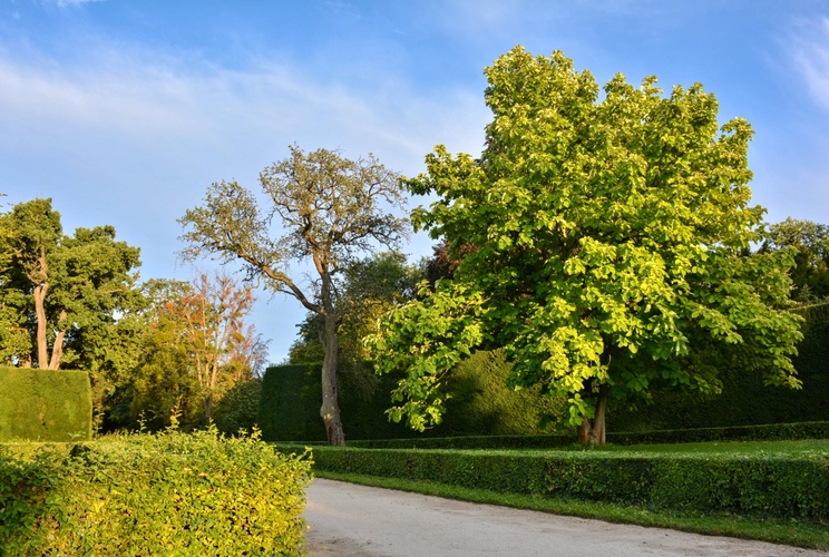 Hruška a liliovník tulipánokvětý