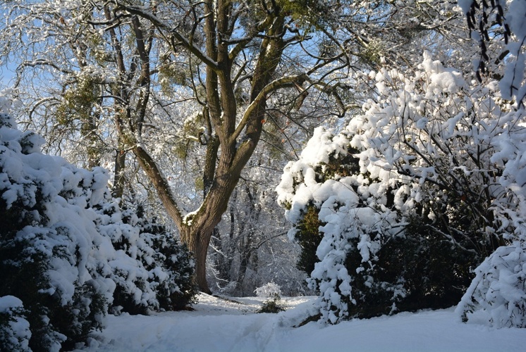 Zasněžený park