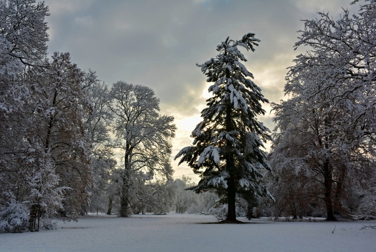 Zasněžený park