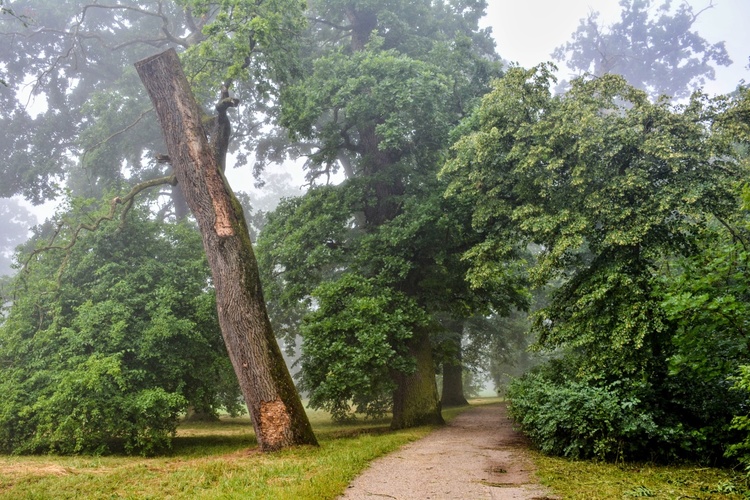 Ponechaný broukům