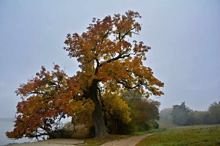 Září i v mlze