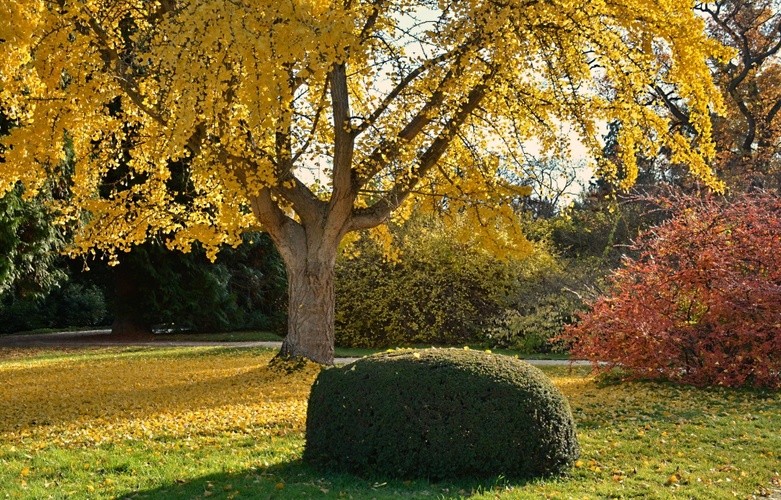 Ginkgo biloba v parku