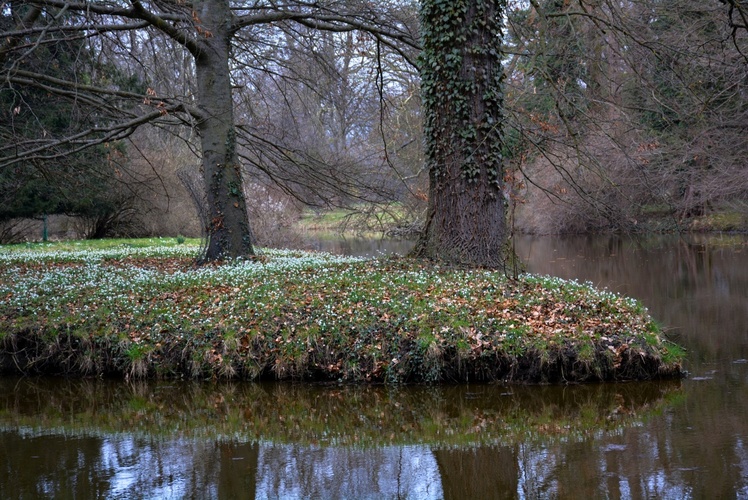 Sněženková