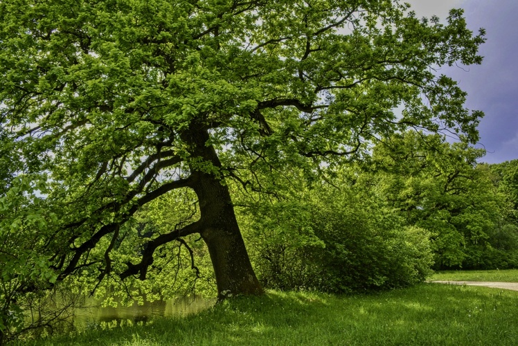 Park se zelená