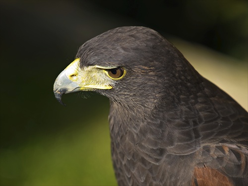 Harris Hawk