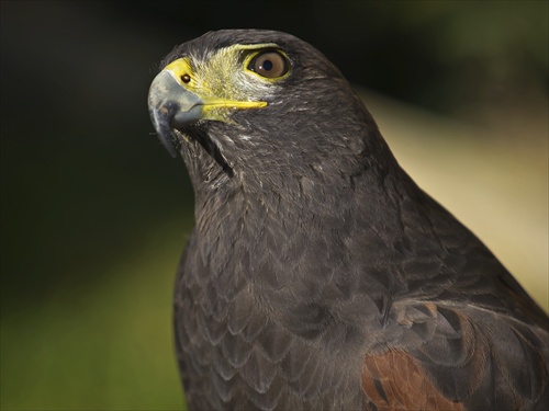 Harris Hawk 2