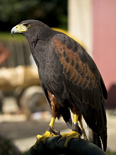 Harris Hawk 3