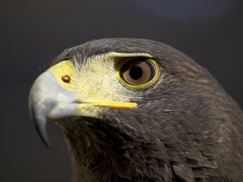 Harris Hawk 4