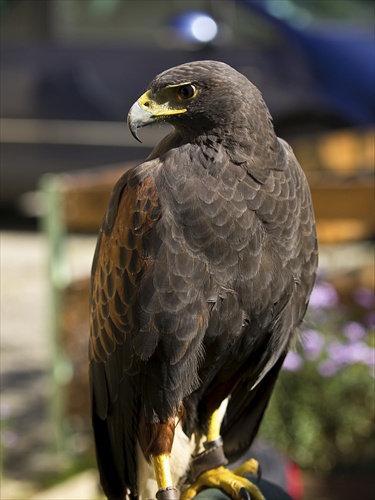 Harris Hawk 5