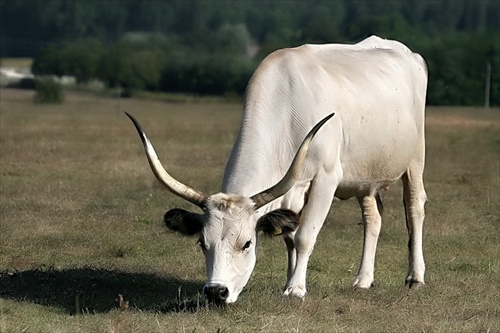 fešanda z Maďarska