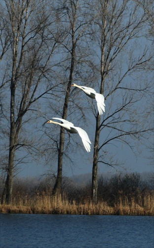 návšteva