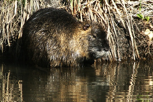 nutria