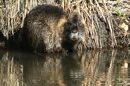 nutria 2