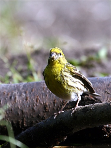 Emberiza citrinella