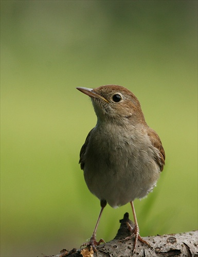 Luscinia megarhynchos