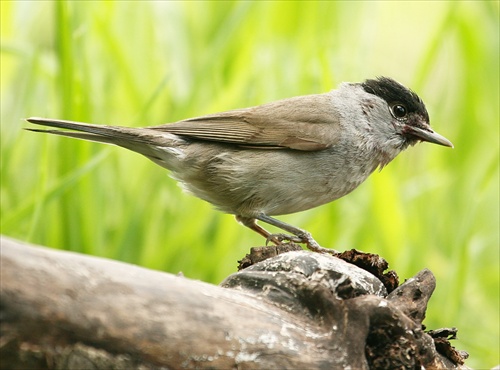 Sylvia atricapilla