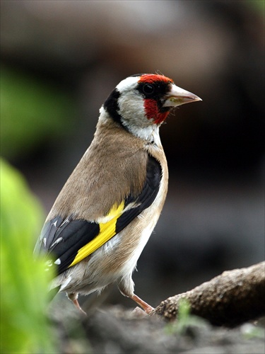 Carduelis carduelis