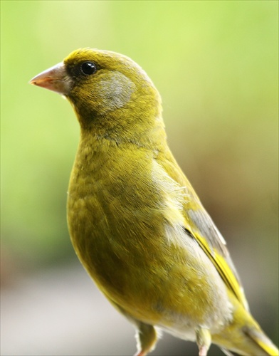 Carduelis chloris