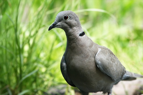 Streptopelia decaocto