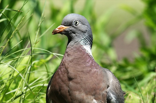 Columba palumbus