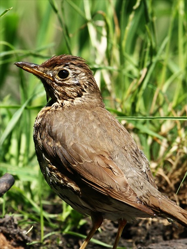 Turdus philomelos