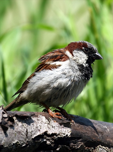 Passer domesticus