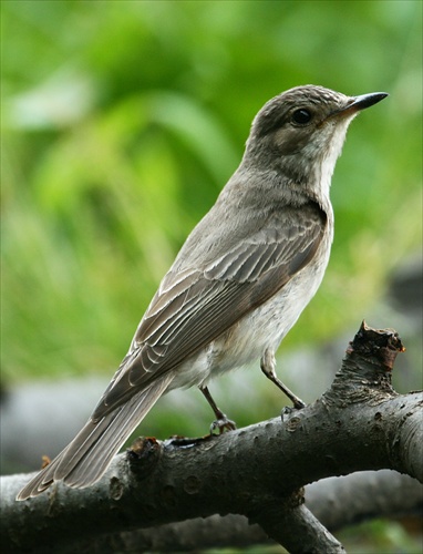 Muscicapa striata