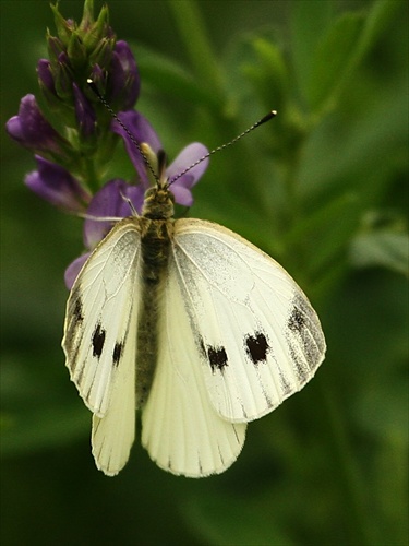 na lucerke